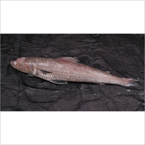 Lizard Fish