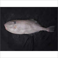 Leather Jacket Fish - Shelf Life: 1 Week