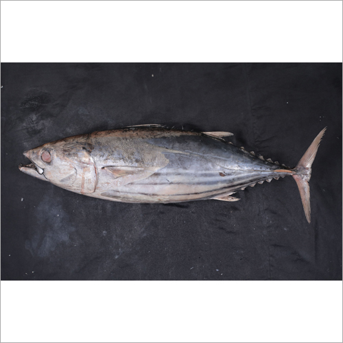 Skipjack Tuna