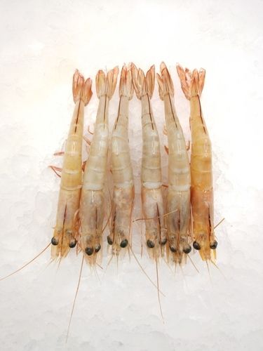 Sea White Shrimp - Shape: Piece