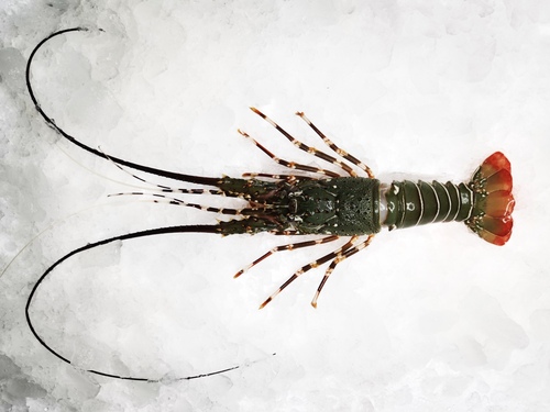 Rock Lobster