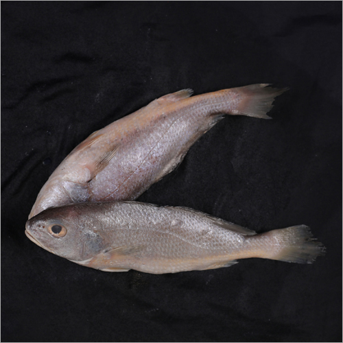 Yellow Croaker