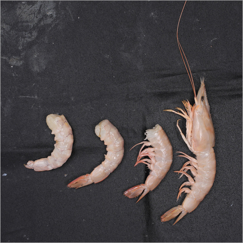 White Flower Shrimp By INDIAN EXPORTS