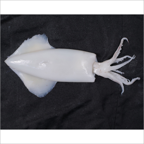 Squid Whole Cleaned