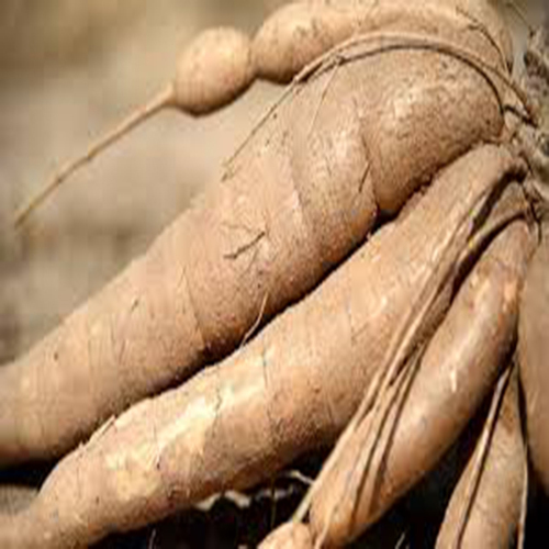 Raw Natural Fresh cassava