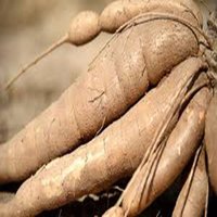 Raw Natural Fresh Cassava - 12 Months Shelf Life, Rich In Dietary Fiber And Complex Carbohydrates For Metabolism Support