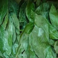 Dried Soursop Leaves