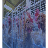 Galvanized Steel Poultry Wires