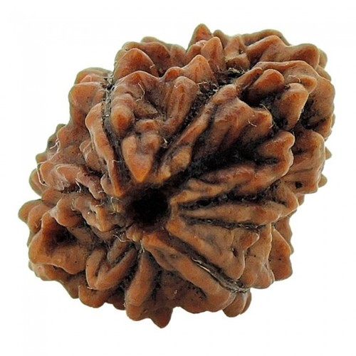 Two Mukhi Rudraksha - Natural Brown 3.15 Grams (g) | Enhances Name Fame Love Marriage; Supports Energy Morality and Wealth