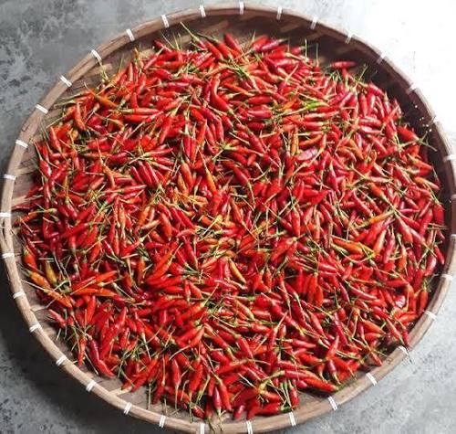Bird Eye Chilli