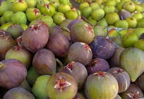 Figs Fresh By FALCON IMPEX