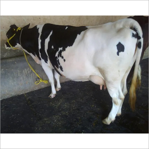 Pure HF Cow