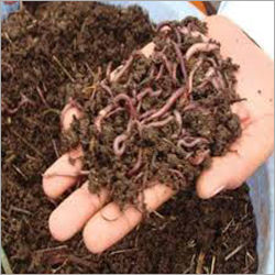 Organic Vermicompost