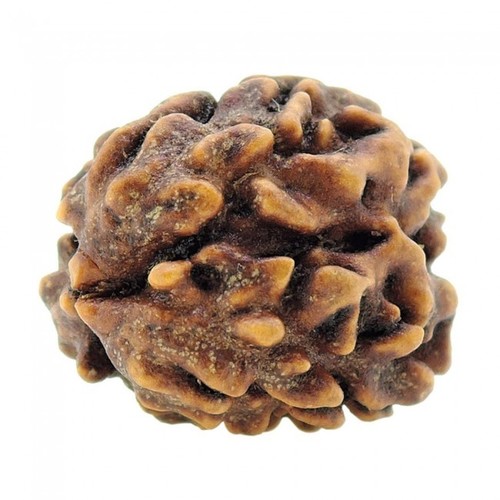 Three Mukhi Rudraksha - 3.40 Grams Natural Brown Gemstone | Enhances Name Fame Energy Morality Wealth & Concentration