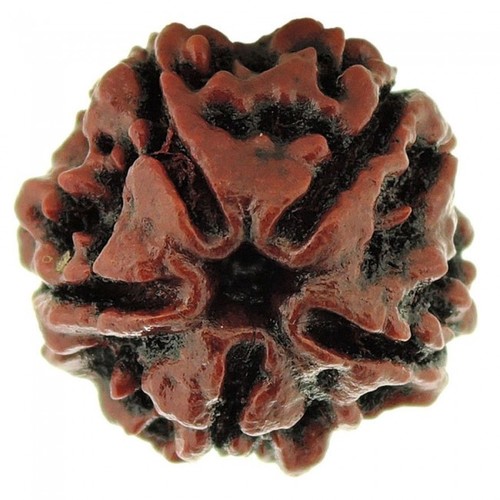 Five Mukhi Rudraksha - 3.40 Grams Natural Brown | Enhances Name Fame Energy Morality Wealth and Forgiveness Ideal for Stress Relief