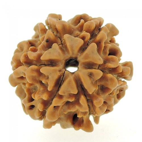 Six Mukhi Rudraksha - 5 Grams Natural Brown | Promotes Fame, Wealth, Health, Happiness & Success in Love