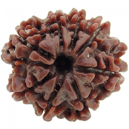 Brown Eight Mukhi Rudraksha