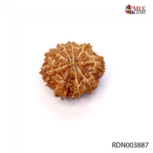 Nine Mukhi Rudraksha
