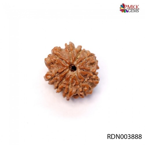 Nine Mukhi Rudraksha Size: 18.34 X 16.99 X 13.34 Mm