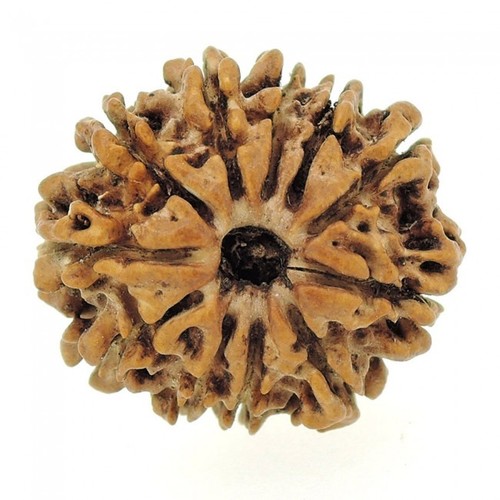 Brown Eleven Mukhi Rudraksha