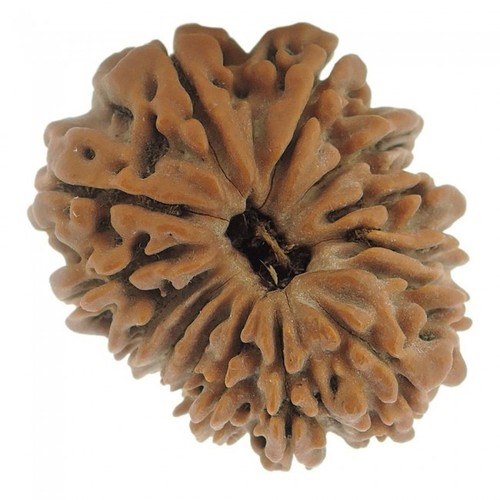 Brown Fourteen Mukhi Rudraksha