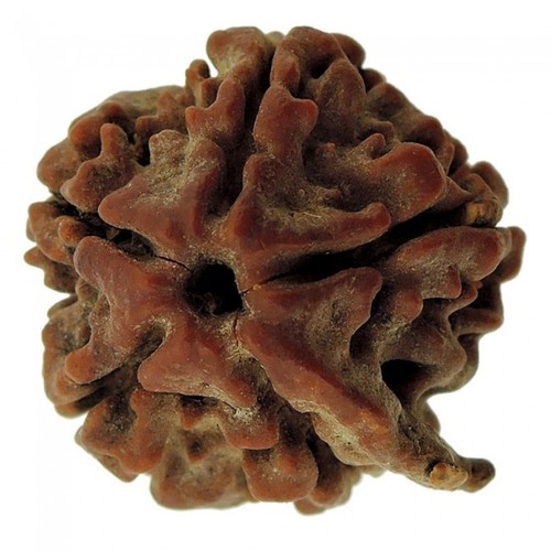 Brown Ganesh Rudraksha