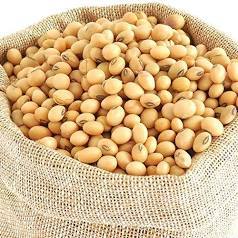 Organic Soybean By Agrozee Trading
