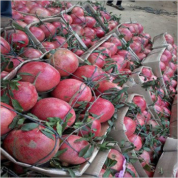 Fresh Pomegranate