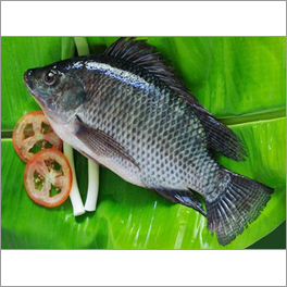 Block Tilapia Fish