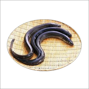 Block Eel Fish