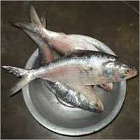 Block Hilsa Fish