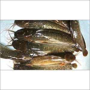 Channel Catfish - Whole Block Quick Frozen | 10KGS Bulk Packaging, 24 Months Shelf Life, High Protein & Omega Fatty Acids