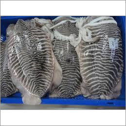 Block Cuttle Fish