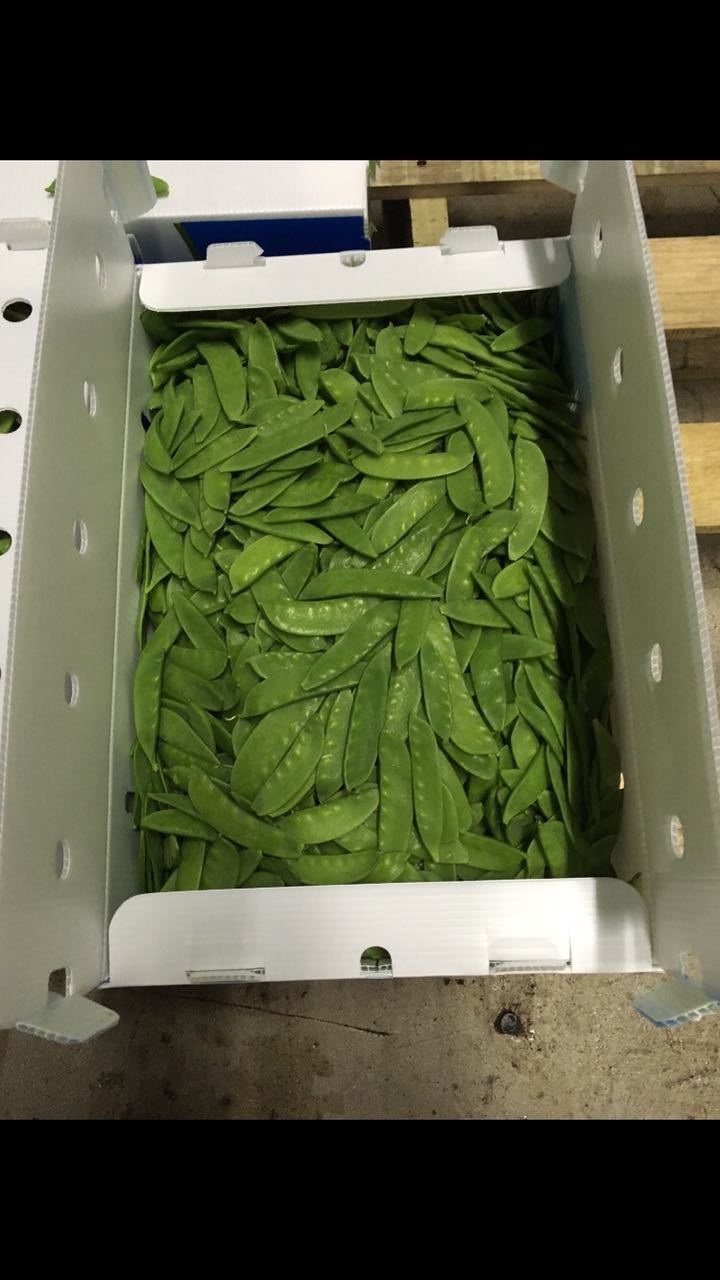 Pp Corrugated Fruit Box