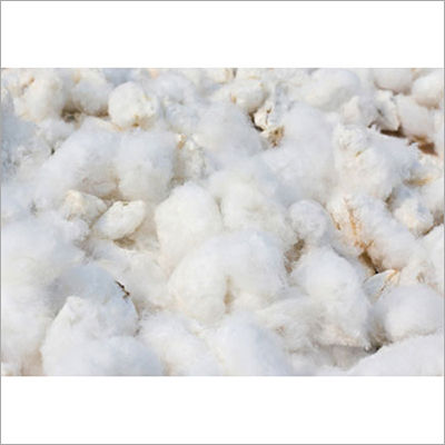 Pure Cotton Seed