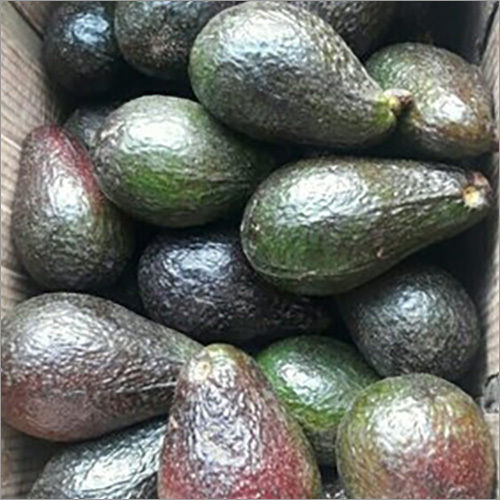 Green Hass Avocado Seeds