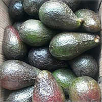 Green Hass Avocado Seeds