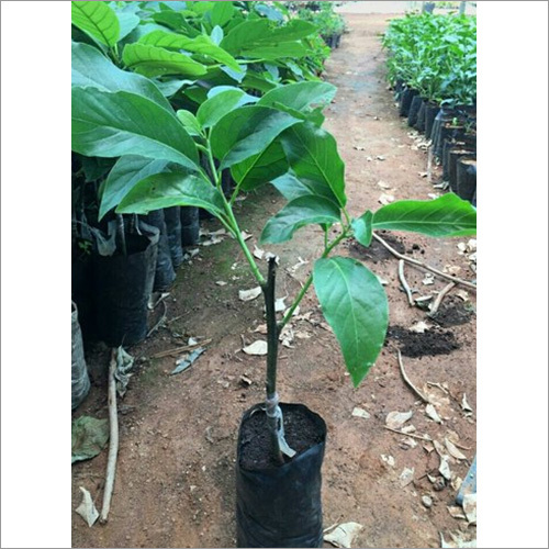 Avocado Grafted Plant