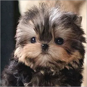 Peanut Yorkie Puppies