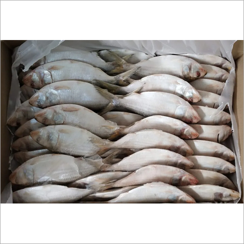 Reef Cod Fish