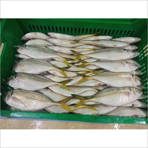 Yellow Tail Scad