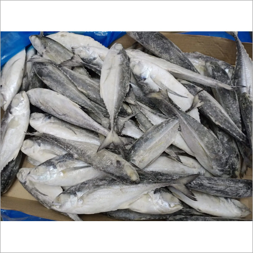 Horse Mackerel Whole