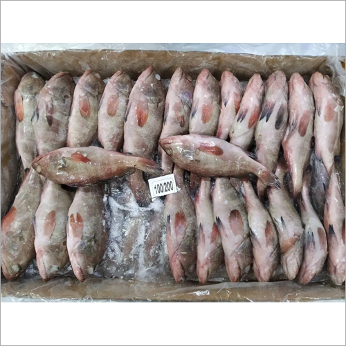 Reefcod Whole Gutted