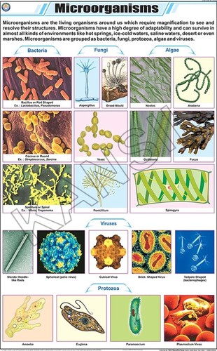 Microorganisms Chart