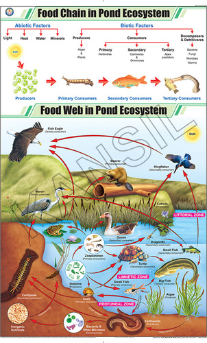 Food Chain In Pond Ecosystem Chart