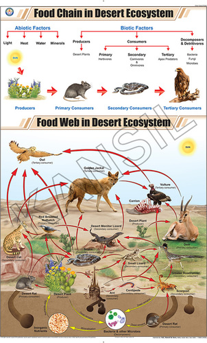 Food Chain In Desert Ecosystem Chart