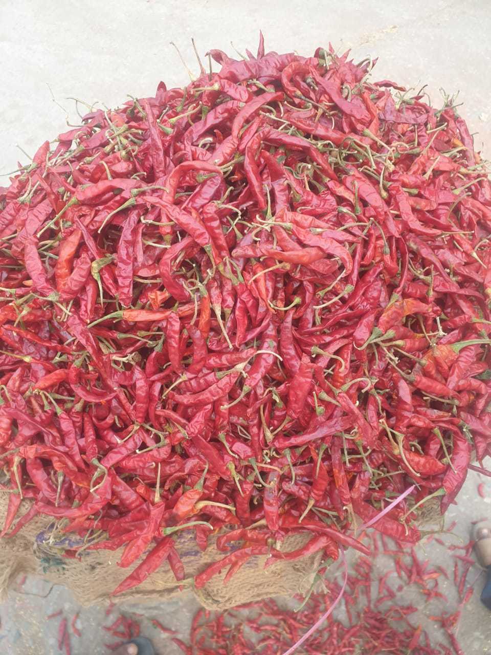 indian dried red chilli