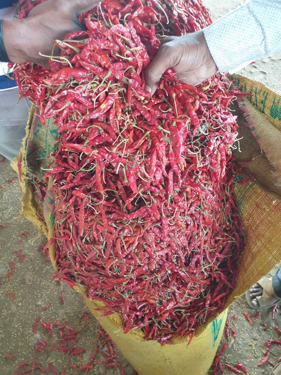 indian dried red chilli