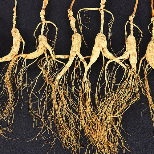 wild chinese ginseng dri wild mountain ginseng root