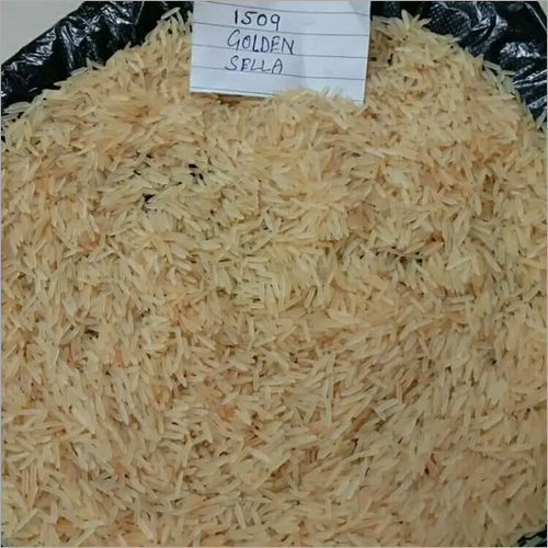 1509 Golden Sella Rice
